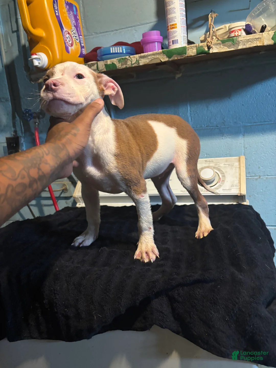 American Staffordshire Terrier dogs for sale: American Staffordshire Terrier 3 - Ad 2