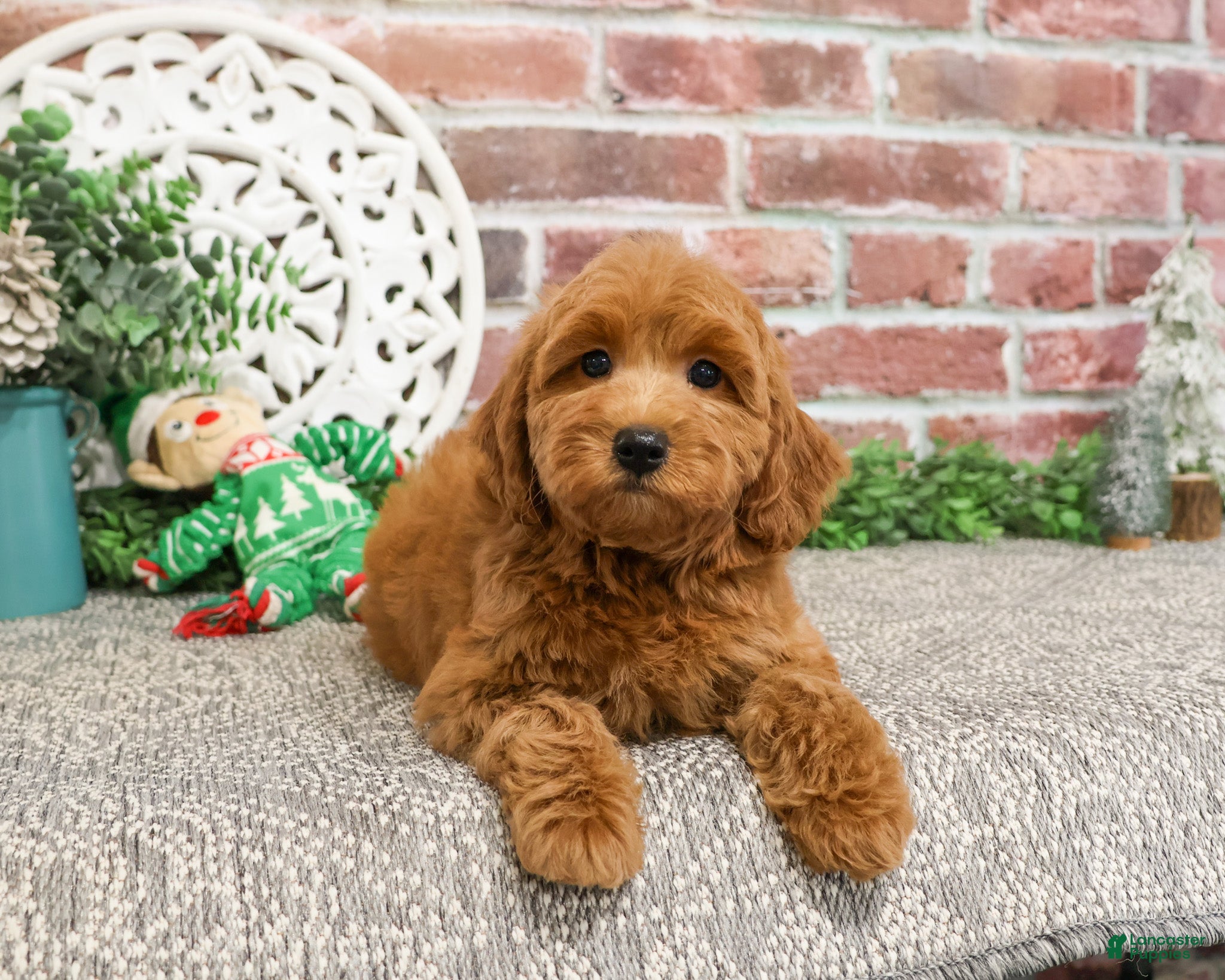 Mini Goldendoodle dogs Naomi - Ad 12