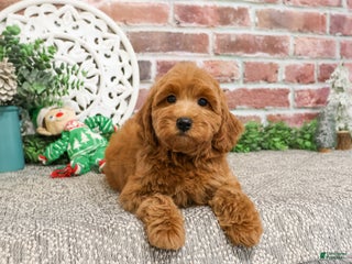 Mini Goldendoodle dogs Naomi - Ad 23