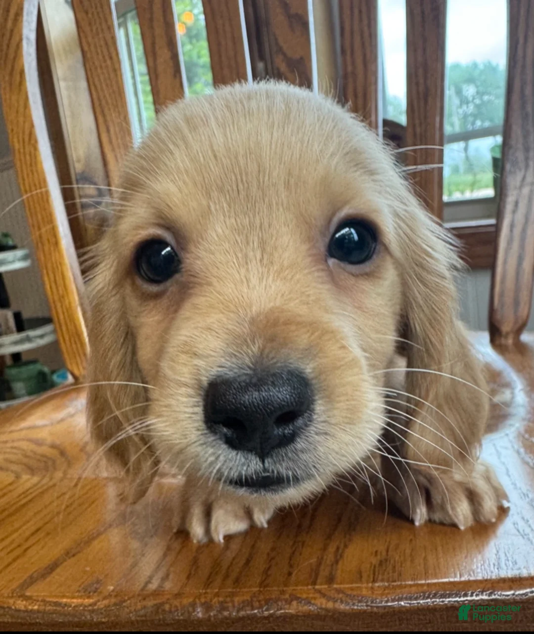 Miniature Dachshund dogs for sale: Super Sweet BRIE~! - Ad 8