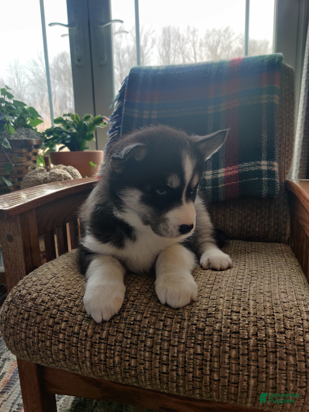 Siberian Husky dogs for sale: Polly - Ad 4