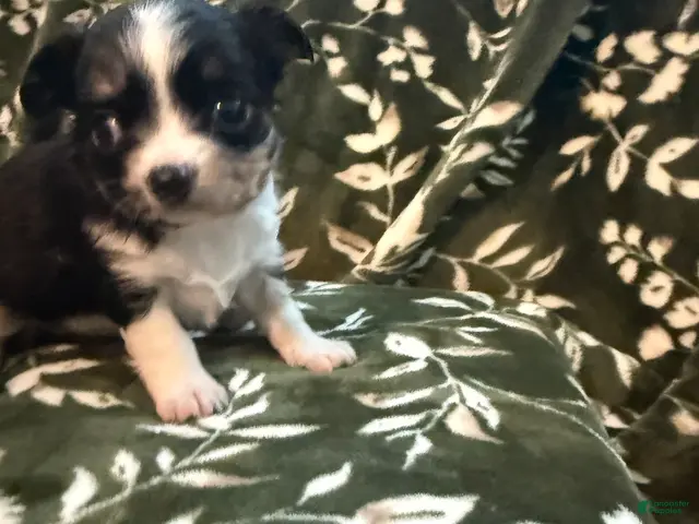 Chihuahua dogs Luna - Ad 2