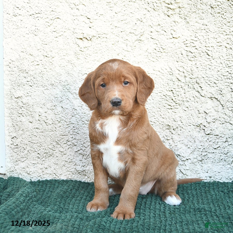 Labradoodle dogs Chestnut  - Ad 4