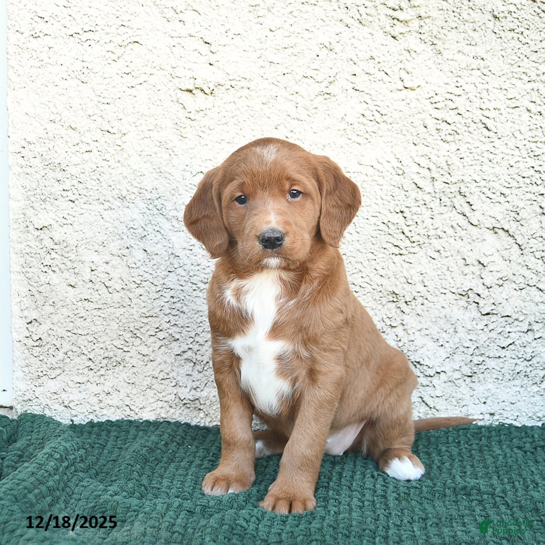 Labradoodle dogs for sale: Chestnut  - Ad 3