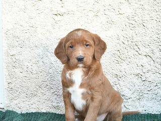 Labradoodle dogs Chestnut - Ad 4