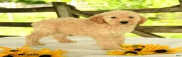 Mini Goldendoodle dogs for sale: Trina - Ad 6