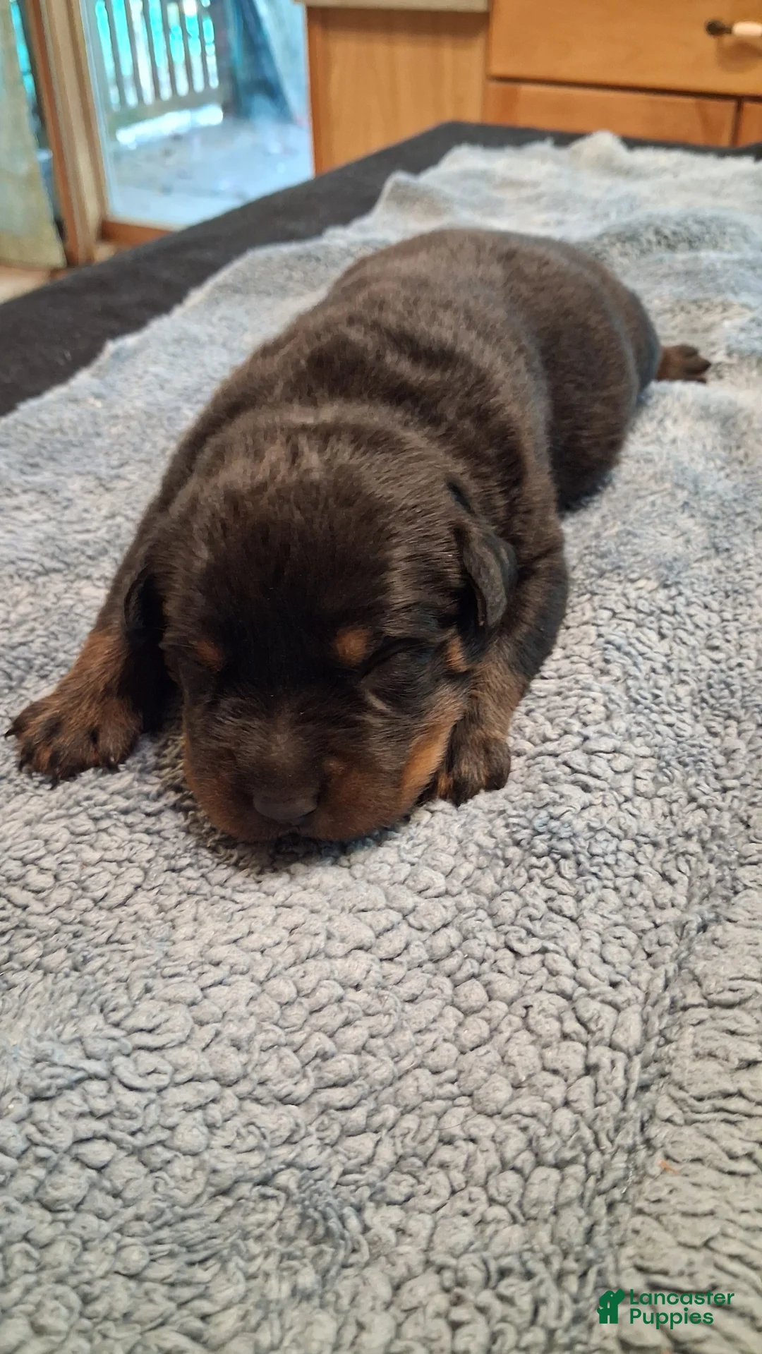 Rottweiler dogs for sale: Rottweiler 1 male - Ad 1