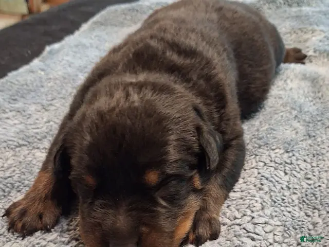 Rottweiler dogs Rottweiler 1 male - Ad 1