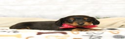 Miniature Dachshund dogs for sale: Jackie - Ad 3
