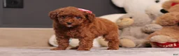 Miniature Poodle dogs for sale: Valerie - Ad 1
