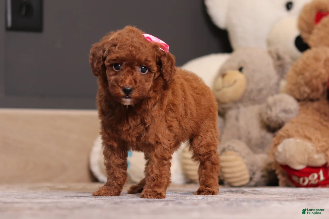 Miniature Poodle dogs for sale: Valerie - Ad 1