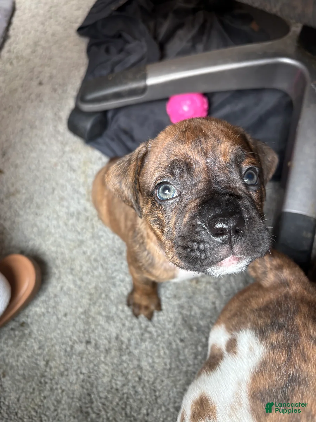 Mixed Breed dogs for sale: Mixed Breed Puppy 4 - Ad 1