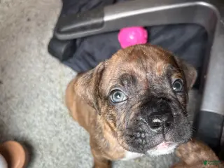 Mixed Breed dogs Mixed Breed Puppy 4 - Ad 6