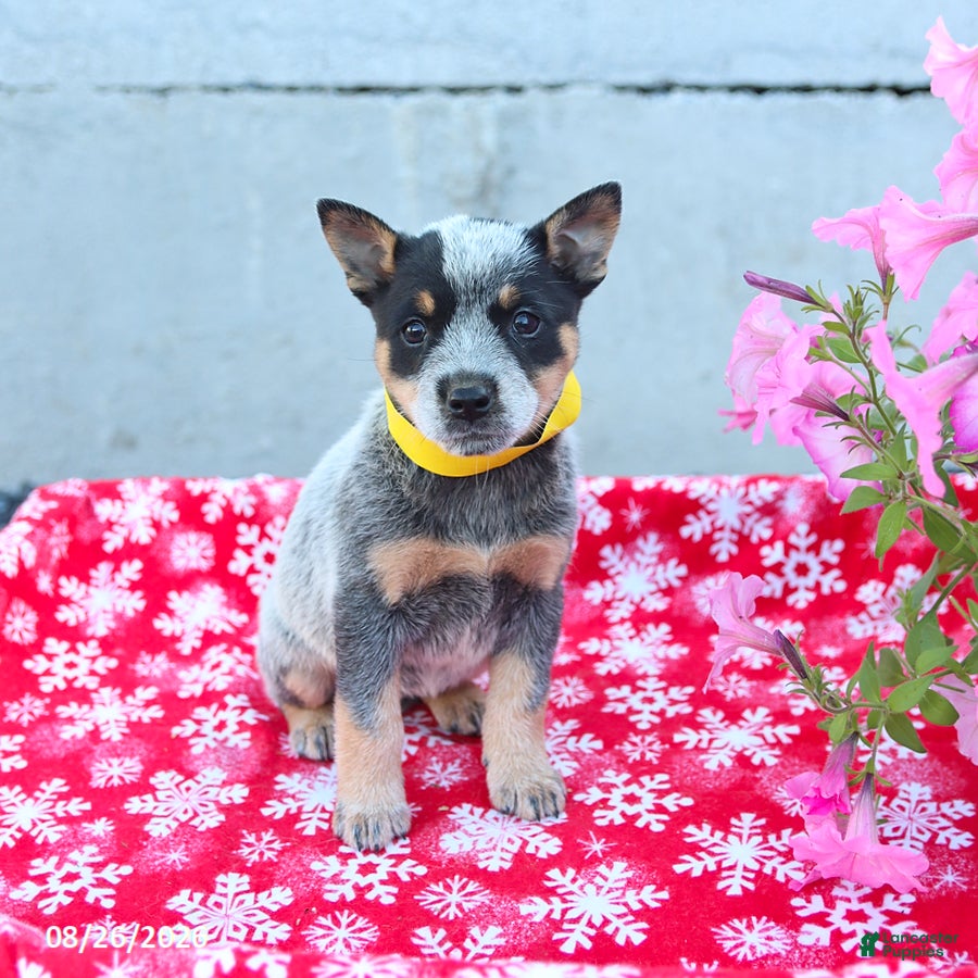 Australian Cattle Dog dogs Archie - Ad 2
