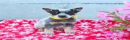 Australian Cattle Dog dogs for sale: Archie - Ad 2