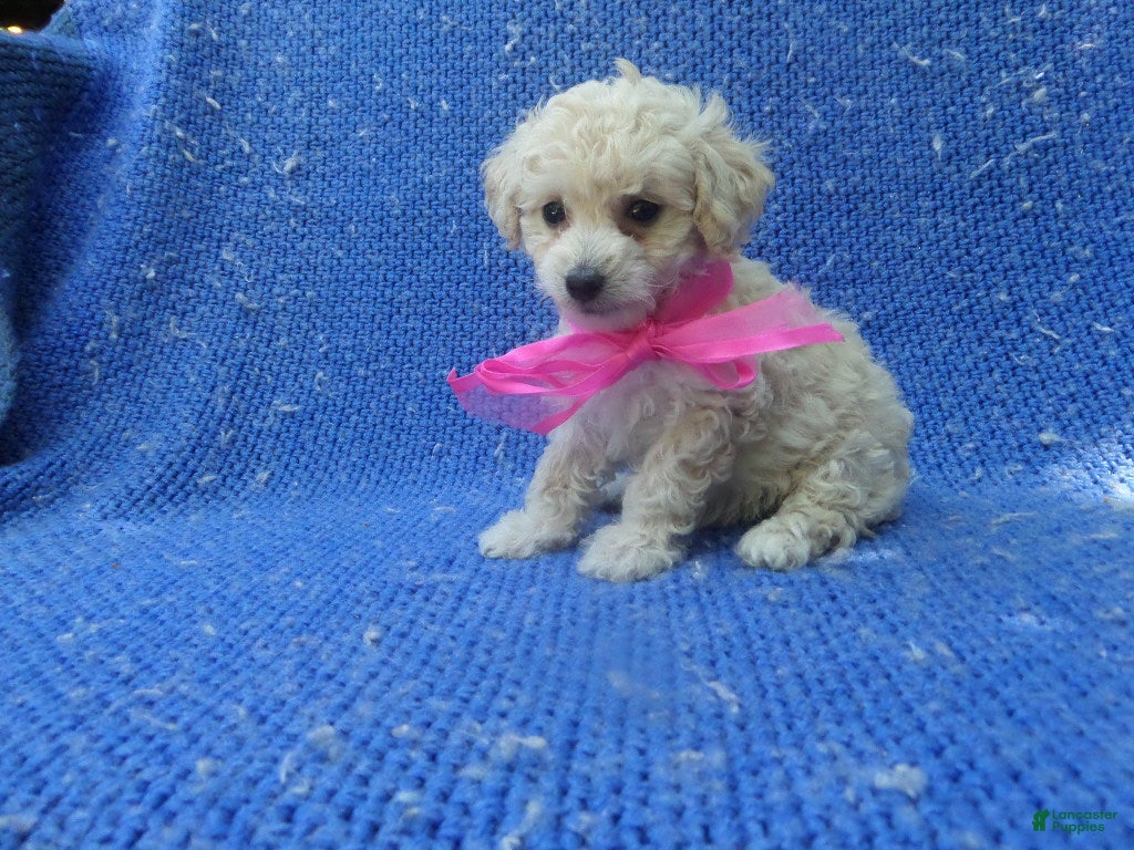 Maltipoo dogs Layla  - Ad 3