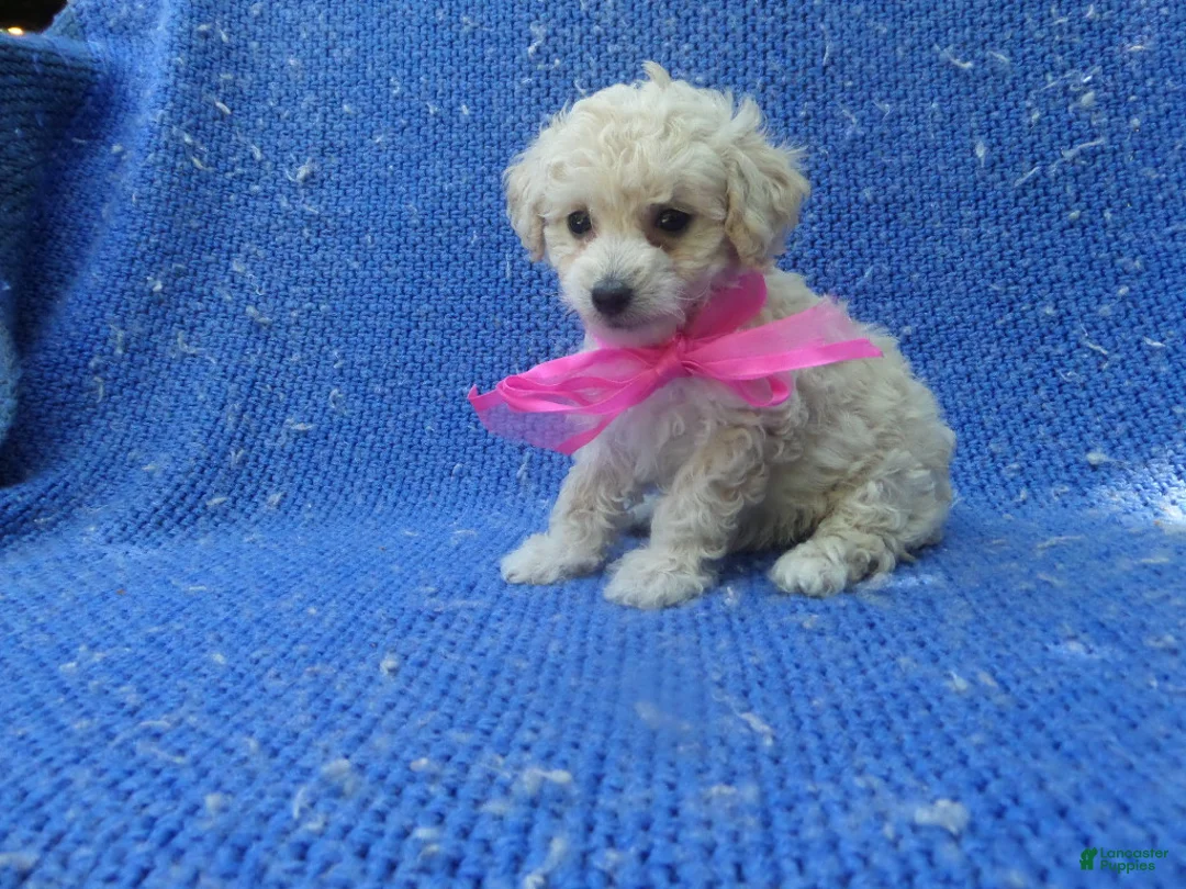 Maltipoo dogs for sale: Layla  - Ad 1