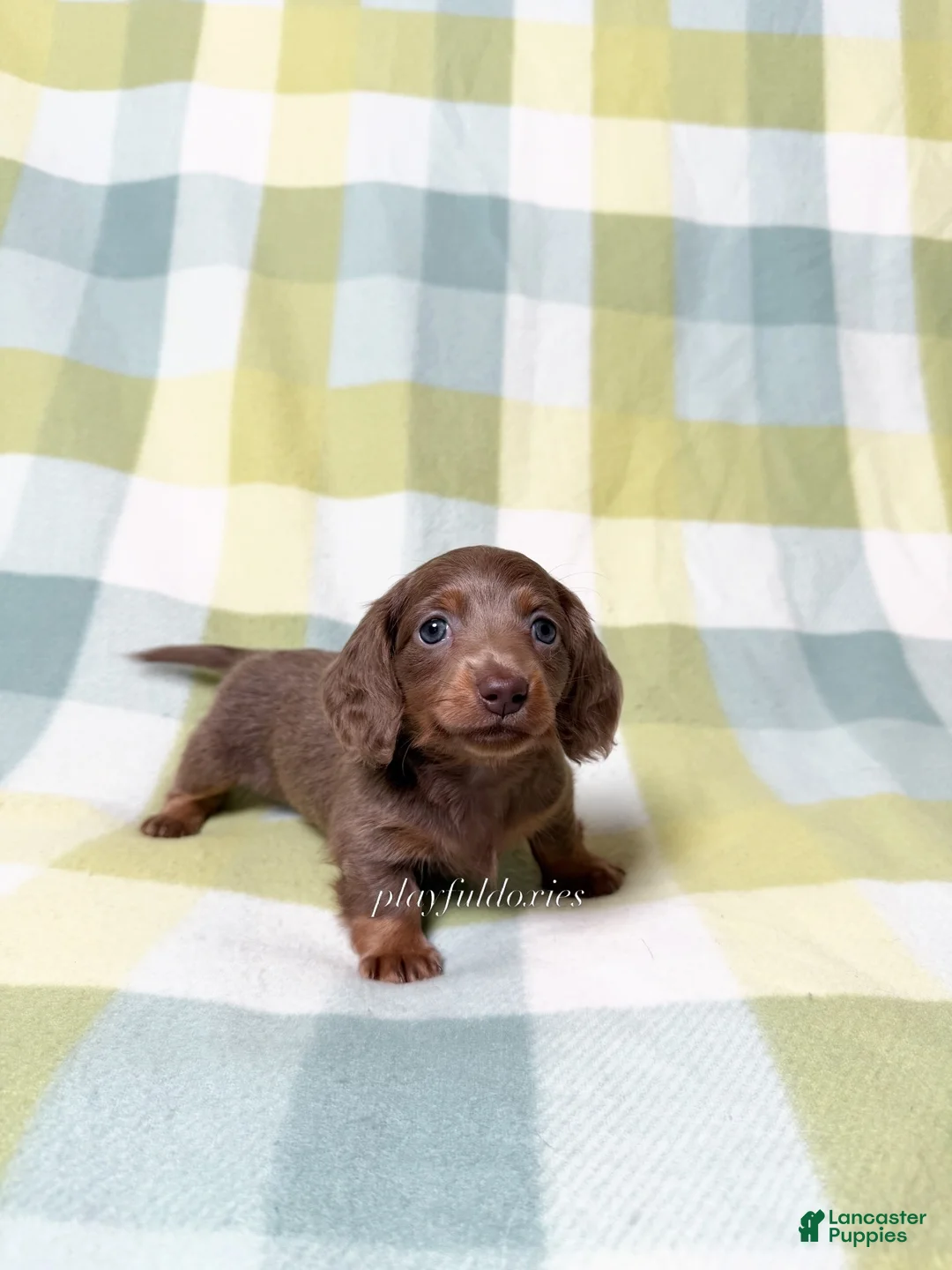 Miniature Dachshund dogs for sale: AKC Fawn Long Haired Female  - Ad 1