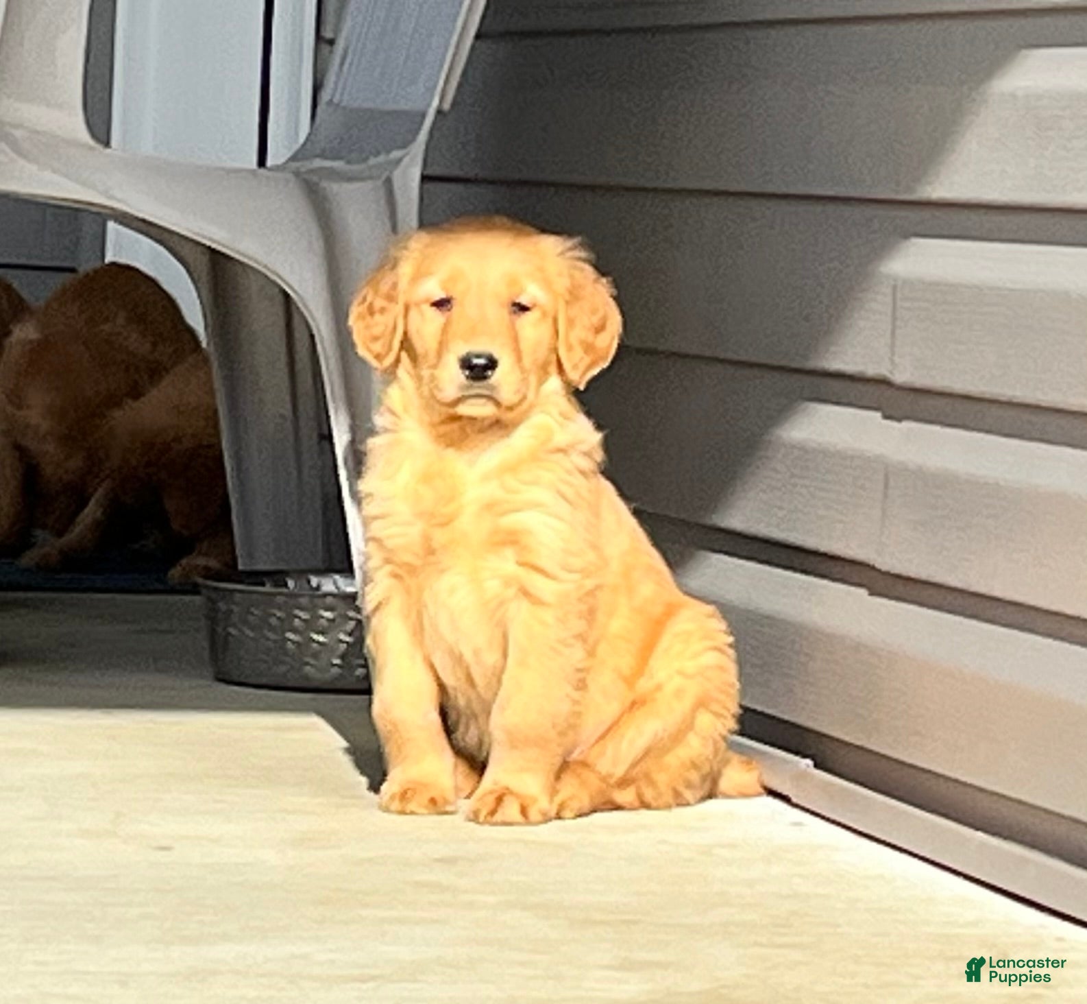 Golden Retriever dogs Gingerbread Man❤️🐾AKC Hip Cert❤️717-768-8368 - Ad 2