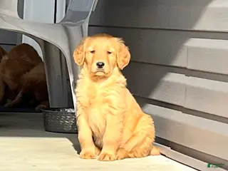 Golden Retriever dogs Gingerbread Man❤️🐾AKC Hip Cert❤️717-786-8368 - Ad 2