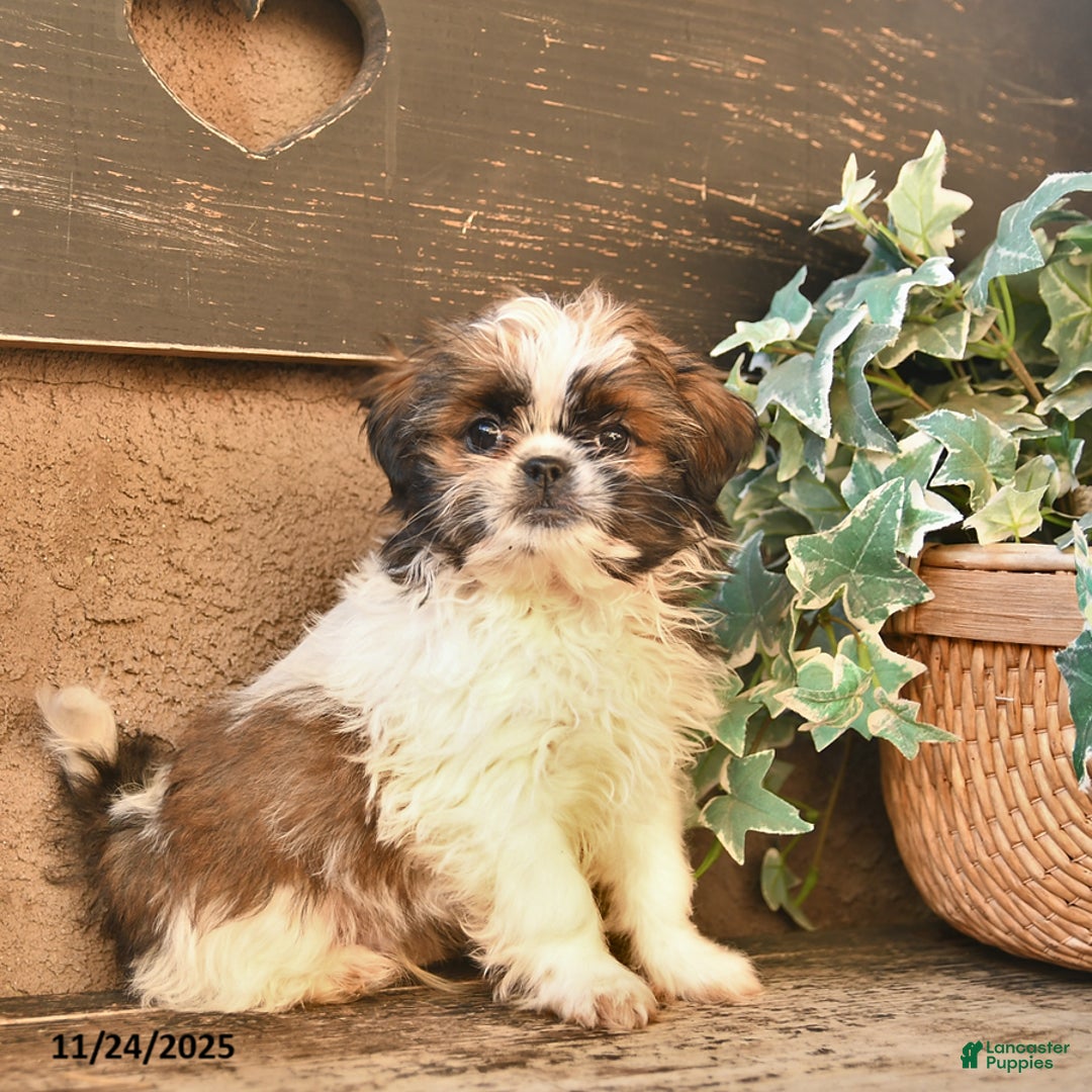 Shih Tzu dogs for sale: Rusty - Ad 10