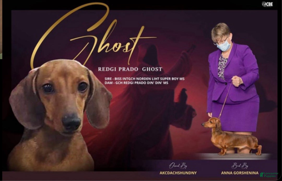 Miniature Dachshund dogs for sale: Miniature Dachshund red smooth - Ad 2