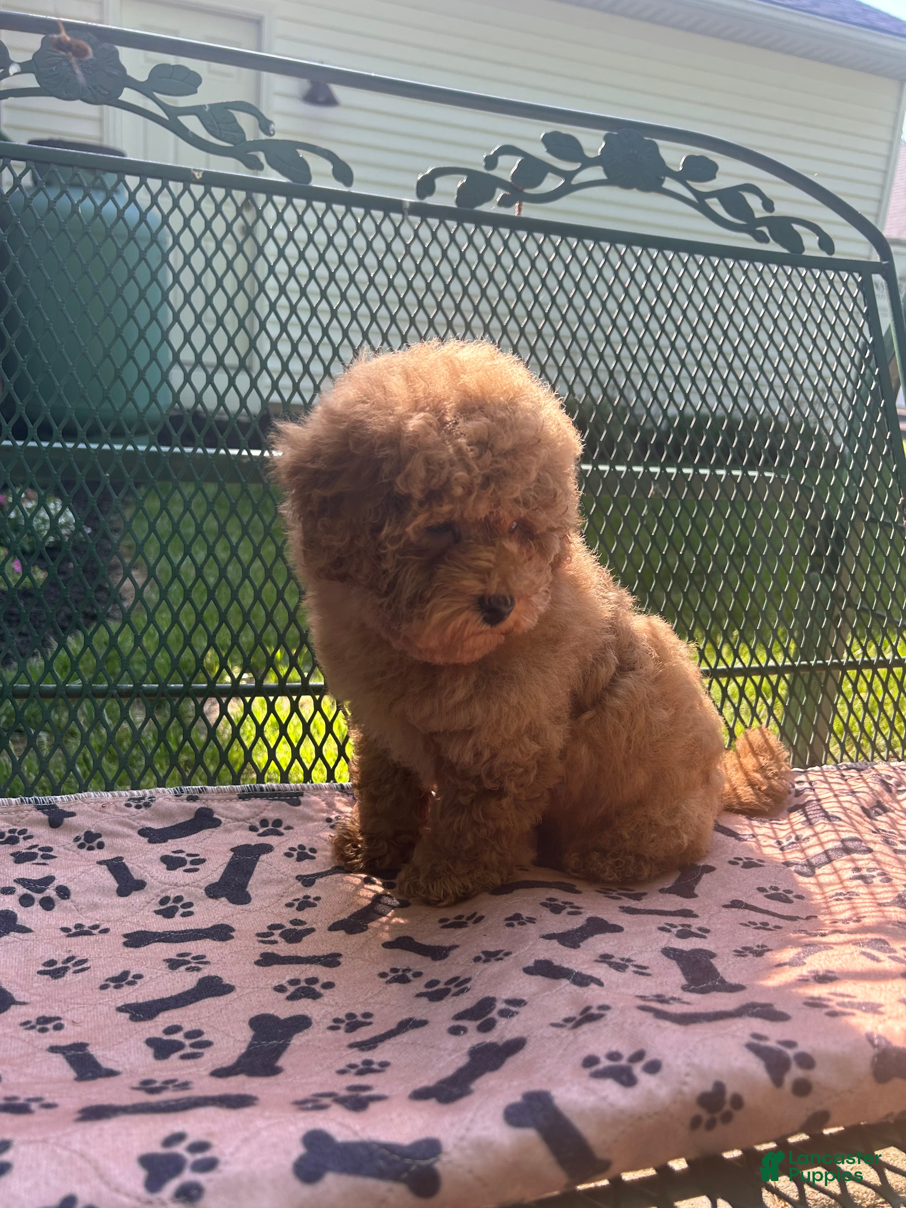 Maltipoo dogs Red Male  - Ad 1
