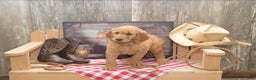 Goldendoodle dogs for sale: Rylan - Ad 2