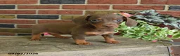 Miniature Dachshund dogs for sale: Cocoa - Ad 2