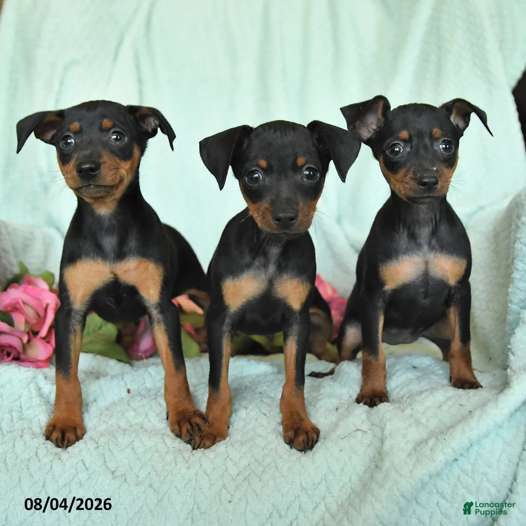 Miniature Pinscher dogs for sale: Niko - Ad 3