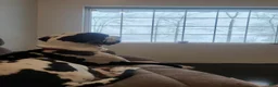 Great Dane dogs for sale: Moo Moo - Ad 5