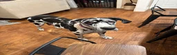Great Dane dogs for sale: Great Dane 6 - Ad 2
