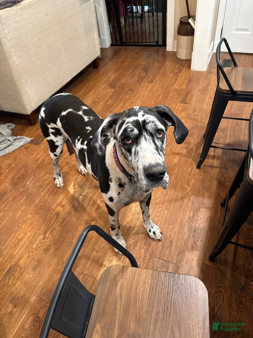 Great Dane dogs for sale: Great Dane 6 - Ad 2