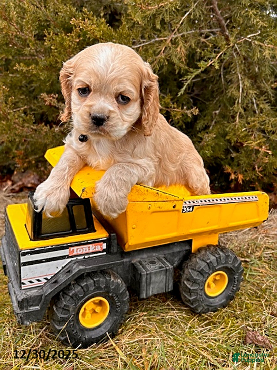 Cocker Spaniel dogs for sale: Zander - Ad 1