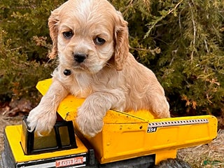 Cocker Spaniel dogs Zander - Ad 11