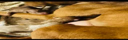 American Pit Bull Terrier dogs for sale: American Pit Bull Terrier Puppy 2 - Ad 5