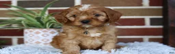 Cavapoo dogs for sale: Oakley  - Ad 8