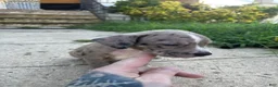 American Bully dogs for sale: Lily - Ad 13