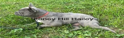 French Bulldog dogs for sale: Bailey - Ad 3