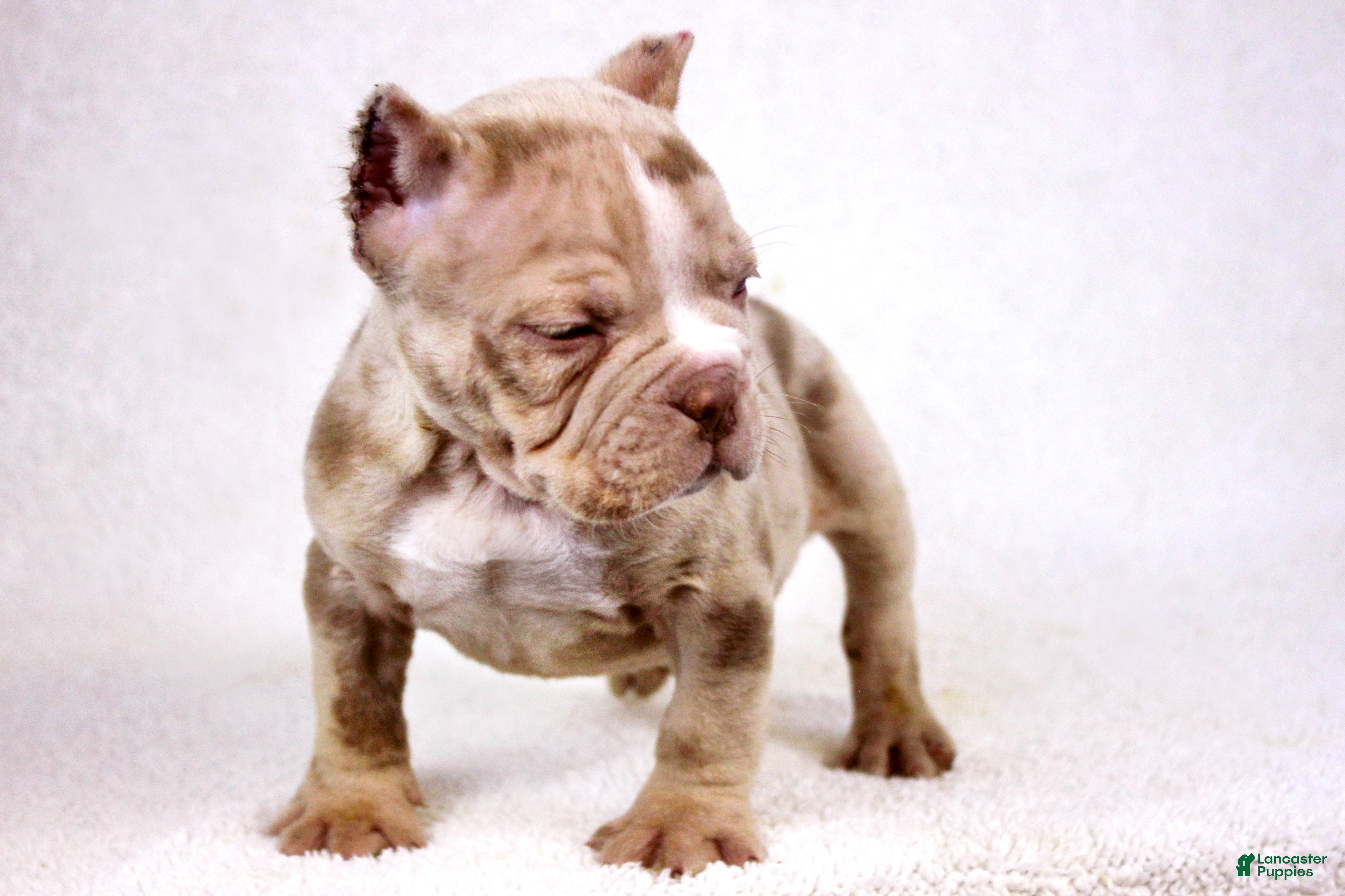 American Bully dogs Chocolate Merle Male - Ad 2
