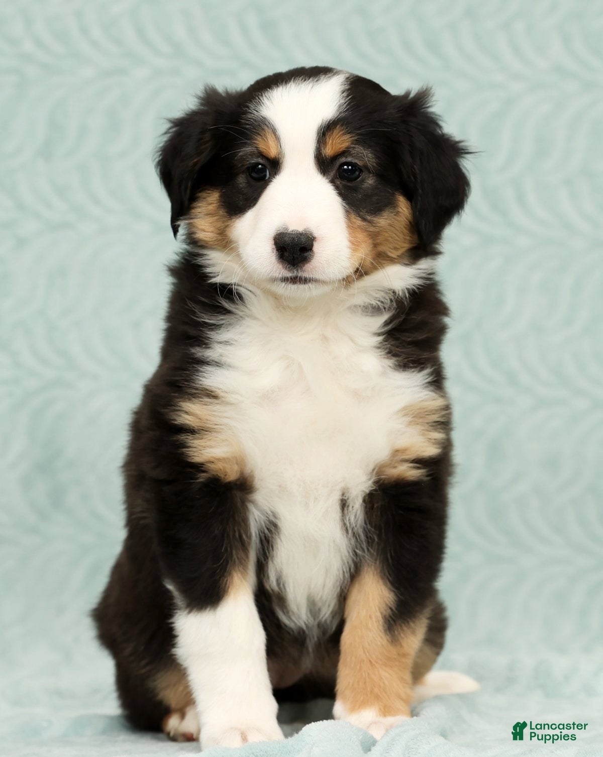 Australian Shepherd dogs Oakley - Ad 36
