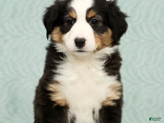 Australian Shepherd dogs Oakley - Ad 1