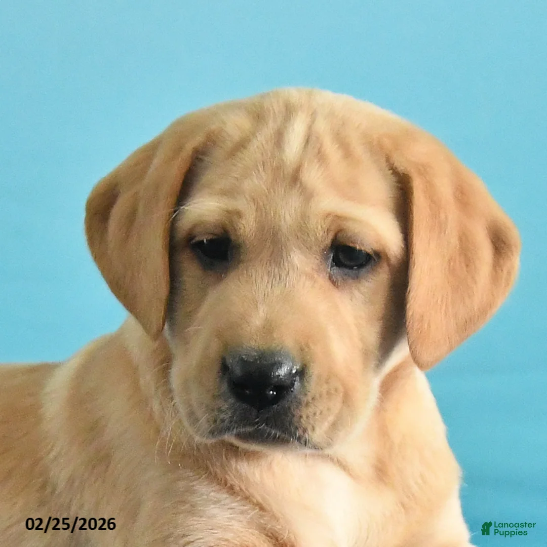 Labrador Retriever dogs for sale: Glory - Ad 5