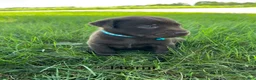 Labrador Retriever dogs for sale: Remi - Ad 8