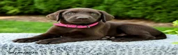 Labrador Retriever dogs for sale: Raven - Ad 4