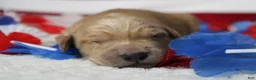 Golden Retriever dogs for sale: Brioche  - Ad 2