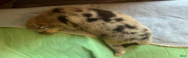 Mixed Breed 2