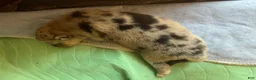 Mixed Breed dogs for sale: Mixed Breed 2 - Ad 1