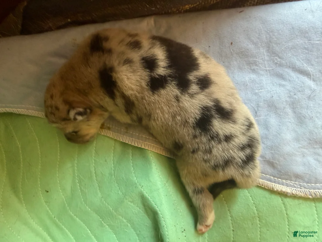 Mixed Breed dogs for sale: Mixed Breed 2 - Ad 1