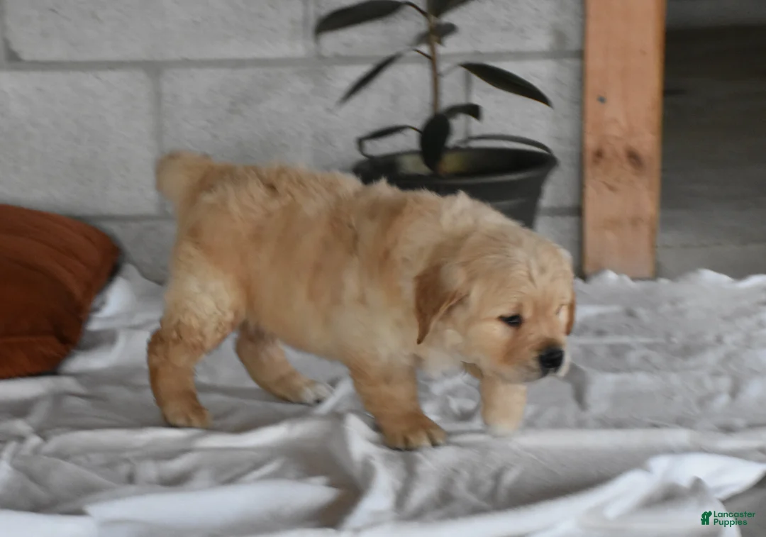 Golden Retriever dogs for sale: Buster  Genteic/OFA - Ad 8